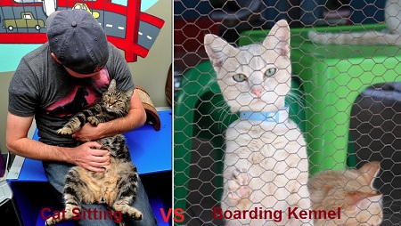 Cat Sitting vs Boarding Kennel