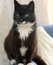 Creme Puff worlds longest living cat