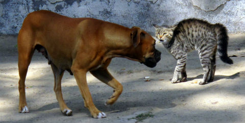 cat and dog face off