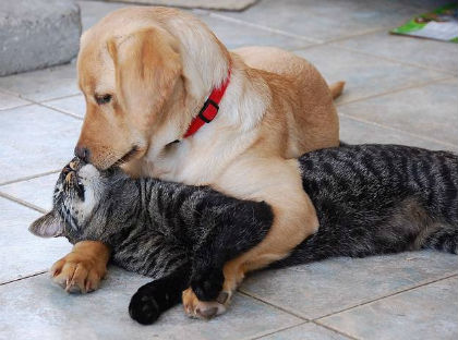 when dog loves cat