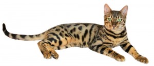 Bengal-Cat