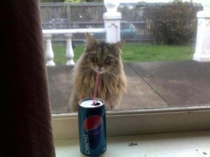 cat try sipping on my drink
