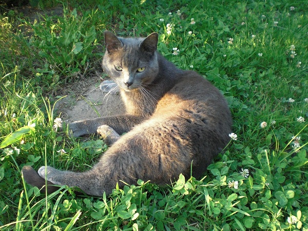 Russian Blue Cat Breed