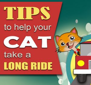 tips to help cat take a long ride