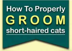 how to groom short-haired cats
