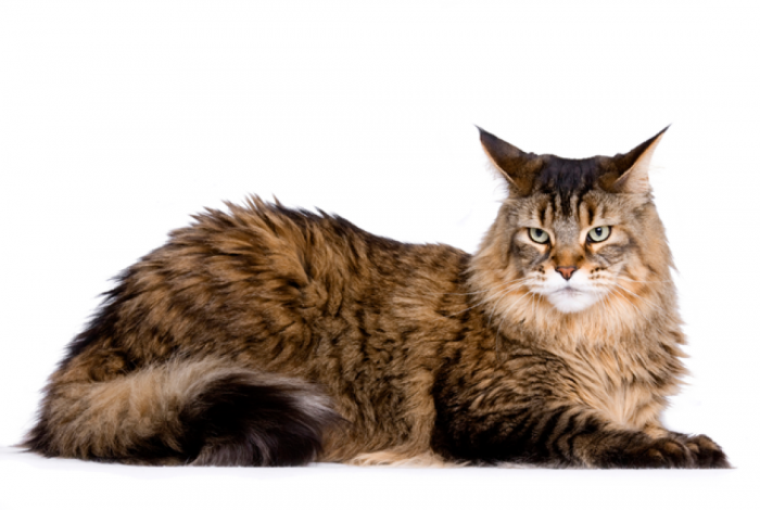 maine coon cat breed