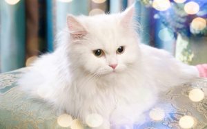 persian cat breed