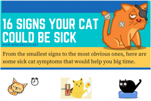 16 cats could be sick