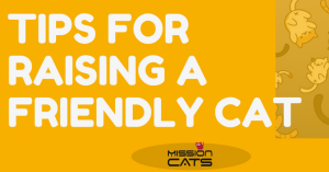 Tips for Raising a Friendly Cat