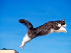 A cat can jump up to six times its length