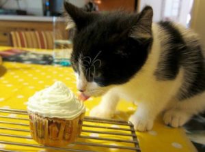 Cats can't taste sweet food