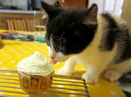 Cats can't taste sweet food