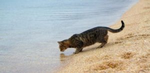 cats can drink seawater