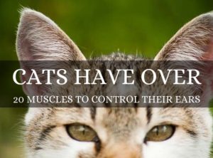 Cat’s ears are controlled by over 20 muscles