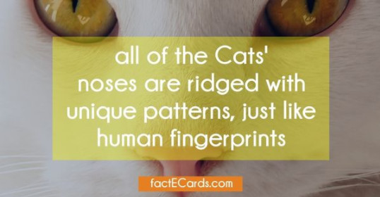 A cat’s nose is just like a human fingerprint