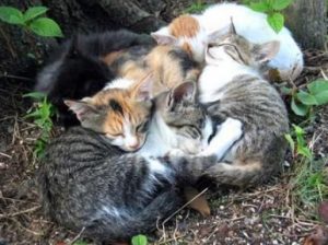 kitty massage service - Mission Cats
