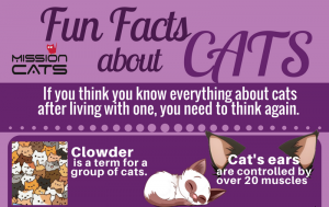 fun fact about cats featured