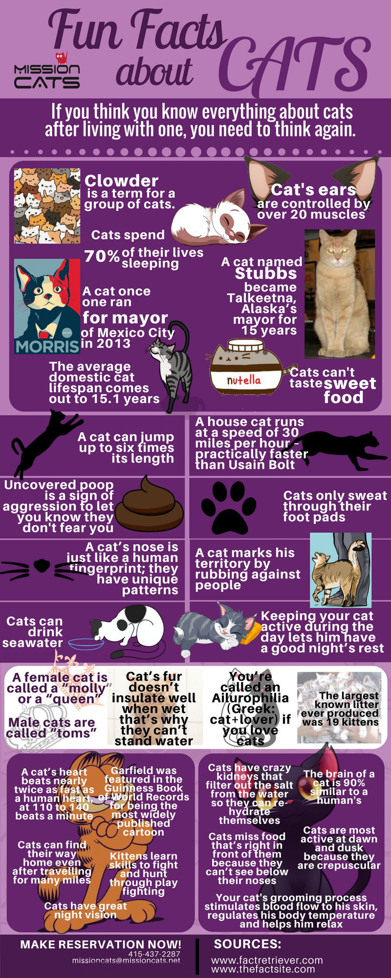 fun fact about cats