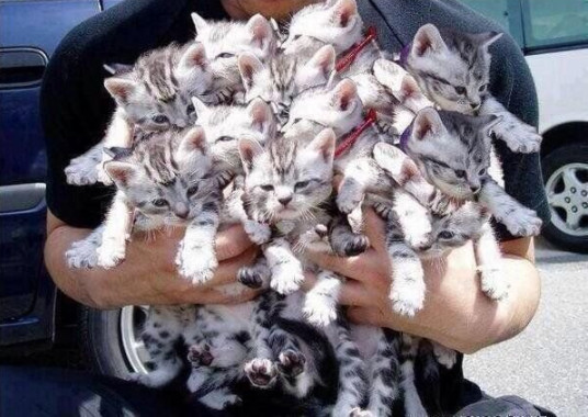 litter produced 19-kittens