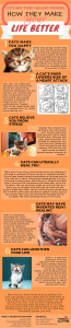 Cats and their Healing Powers: How they Make Your Life Better