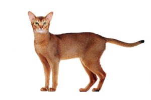 Abyssinian Cat Breeds