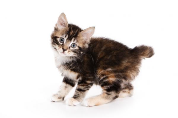 kurilian bobtail cat breeds