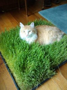 cat bed with grass