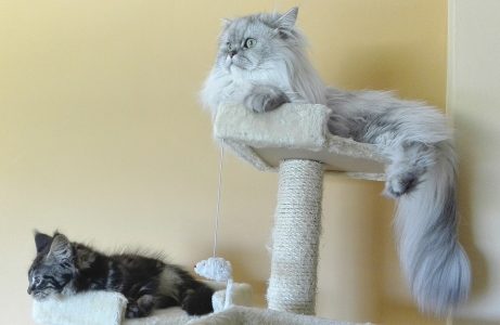 cats-persian-chinchilla
